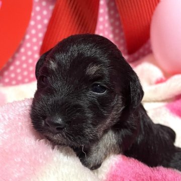 ミニチュアシュナウザー【埼玉県・女の子・2024年4月2日・ブラック&シルバー】の写真「ワクチン接種1回マイクロチップ健康診断全て込み価格」