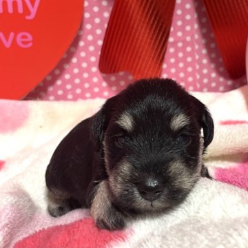 ミニチュアシュナウザー【埼玉県・男の子・2024年4月2日・ブラック&シルバー】の写真「ワクチン接種マイクロチップ健康診断全て込の価格」