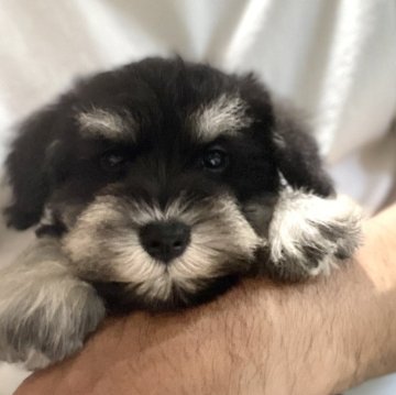 ミニチュアシュナウザー【埼玉県・男の子・2024年4月2日・ブラック&シルバー】の写真「ワクチン接種1回マイクロチップ健康診断全て込価格」