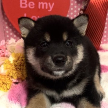 柴犬(標準サイズ)【埼玉県・女の子・2024年3月6日・黒。】の写真「ワクチン接種1回マイクロチップ健康診断全て込み価格」