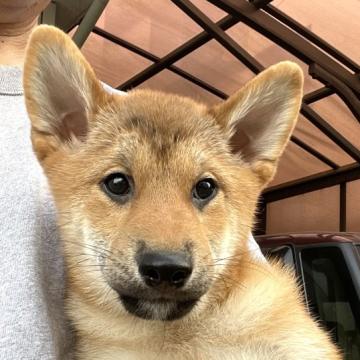 柴犬(標準サイズ)【埼玉県・男の子・2022年3月15日・赤】の写真「お父さんチャンピオン犬、両親遺伝子検査クリア犬」