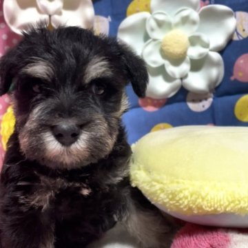 ミニチュアシュナウザー【埼玉県・男の子・2024年4月2日・ブラック&シルバー。】の写真「ワクチン接種マイクロチップ健康診断全て込の価格」