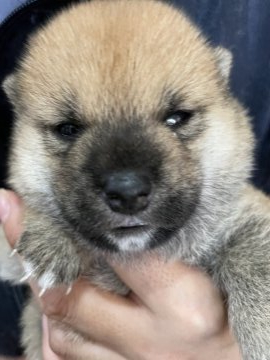 柴犬(豆柴)【埼玉県・男の子・2021年9月9日・赤】の写真「両親三代豆柴協会認定犬、両親遺伝子検査クリア犬。」