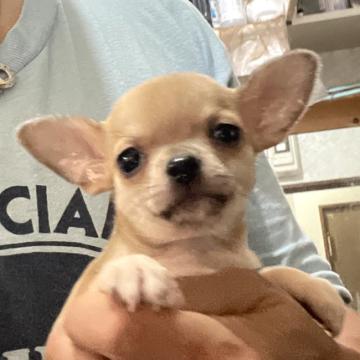 チワワ(スムース)【埼玉県・女の子・2022年7月24日・フォーン】の写真「両親遺伝子検査クリア犬、名血統」