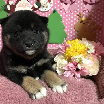 柴犬(標準サイズ)【埼玉県・女の子・2022年10月30日・黒】の写真「両親遺伝子検査クリア犬、お父さんJKCチャンピオン」