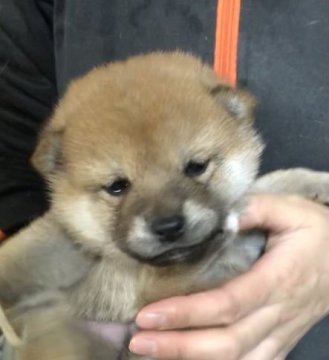柴犬(標準サイズ)【埼玉県・女の子・2020年11月25日・赤】の写真「両親遺伝子検査クリア犬、お父さんチャンピオン犬」
