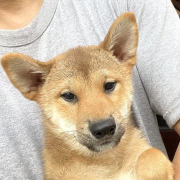 柴犬(標準サイズ)【埼玉県・男の子・2022年3月15日・赤】の写真「お父さんチャンピオン犬、両親遺伝子検査クリア犬、」