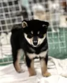 柴犬(標準サイズ)【埼玉県・男の子・2024年7月6日・黒】の写真3