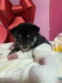 柴犬(標準サイズ)【埼玉県・女の子・2023年10月13日・黒】の写真3「11/16撮影」