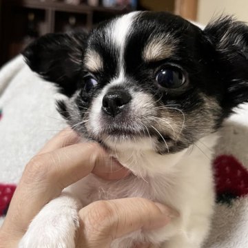 チワワ(ロング)【京都府・男の子・2025年9月14日・ホワイト&ブラック】の写真「かなりのオットリ君😂」