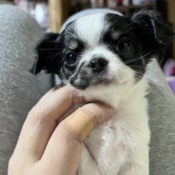 チワワ(ロング)【京都府・女の子・2025年9月14日・ホワイト&ブラック】の写真「チビチビの可愛いぃ仔なんです💕🥹」