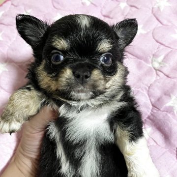 チワワ(ロング)【京都府・男の子・2025年9月14日・ブラックタン】の写真「まだブチャイクな僕だけど🥹柴犬みたいでしょ😍」