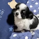 チワワ(ロング)