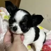 チワワ(ロング)