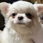 チワワ(ロング)