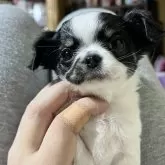 チワワ(ロング)【京都府・女の子・2025年9月14日・ホワイト&ブラック】の写真1