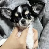 チワワ(ロング)