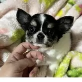 チワワ(ロング)