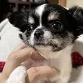 チワワ(ロング)