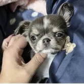 チワワ(ロング)【京都府・女の子・2025年9月14日・イザベラ】の写真4