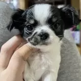 チワワ(ロング)【京都府・女の子・2025年9月14日・ホワイト&ブラック】の写真4