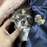 チワワ(ロング)【京都府・女の子・2025年9月14日・イザベラ】の写真5