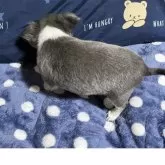 チワワ(ロング)【京都府・女の子・2025年9月14日・イザベラ】の写真6