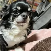 チワワ(ロング)【京都府・女の子・2025年9月14日・イザベラ】の写真9「かなり‼︎かなり‼︎賢い愛娘犬mama💕」