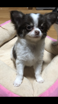 チワワ(ロング)【京都府・女の子・2022年2月7日・チョコタンホワイト】の写真「とってもお利口chan♥︎」