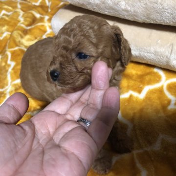 トイプードル(トイ)【京都府・女の子・2021年6月28日・レッド】の写真「元気な仔犬chanです(๑>◡<๑)」