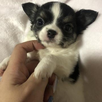 チワワ(ロング)【京都府・男の子・2022年11月4日・ブラック&ホワイト】の写真「コロコロ可愛い牛柄くん☆」