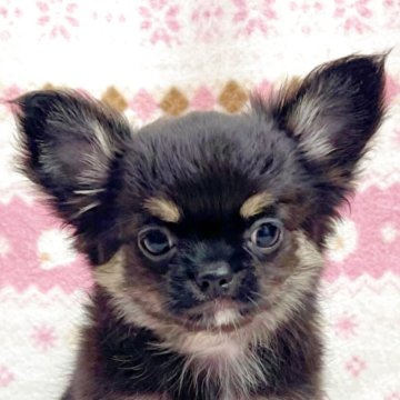 チワワ(ロング)【東京都・男の子・2025年9月27日・ブラック&タン】の写真「瞳が可愛い男の子」