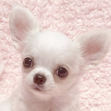 チワワ(ロング)【東京都・男の子・2025年5月13日・クリーム】の写真「将来有望のイケメンくん♡」