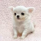 チワワ(ロング)