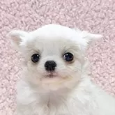 チワワ(ロング)