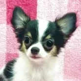 チワワ(ロング)
