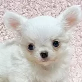 チワワ(ロング)