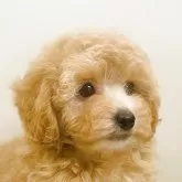 トイプードル(トイ)