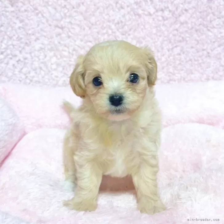 チワプー 楽天市場】○○ チペワ エンジニアブーツ CHIPPEWA 4363BLK 1940