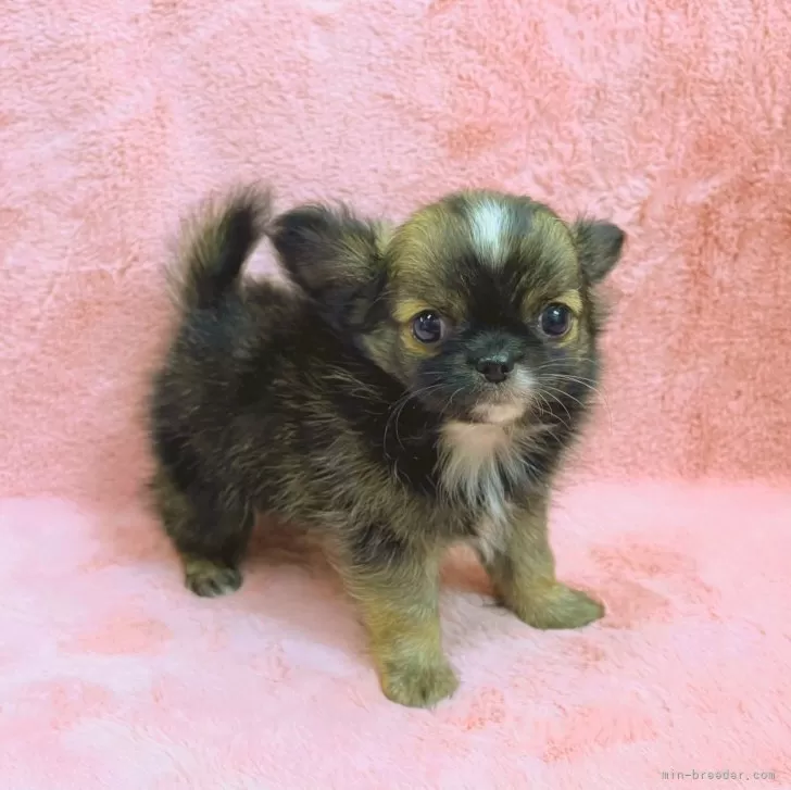 ID:2404-06814の子犬