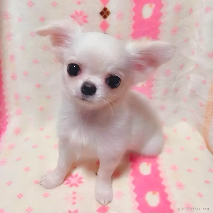 ID:2311-05425の子犬