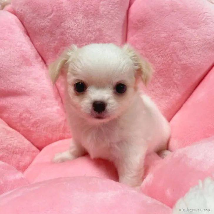 さくらもち 様のお迎えした子犬