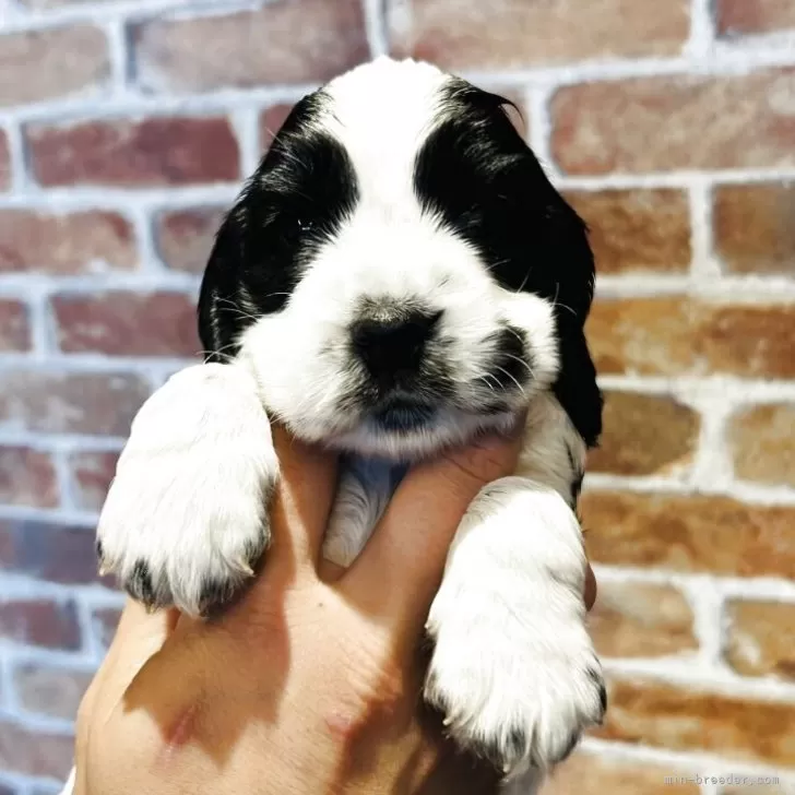 ID：2505-01021の子犬