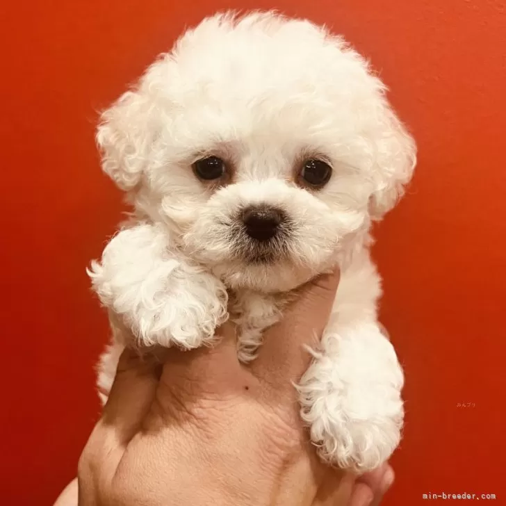 ID：2502-00475の子犬