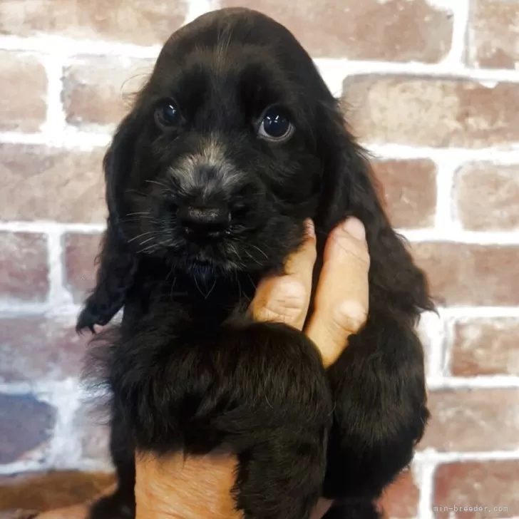 レオパパ 様のお迎えした子犬