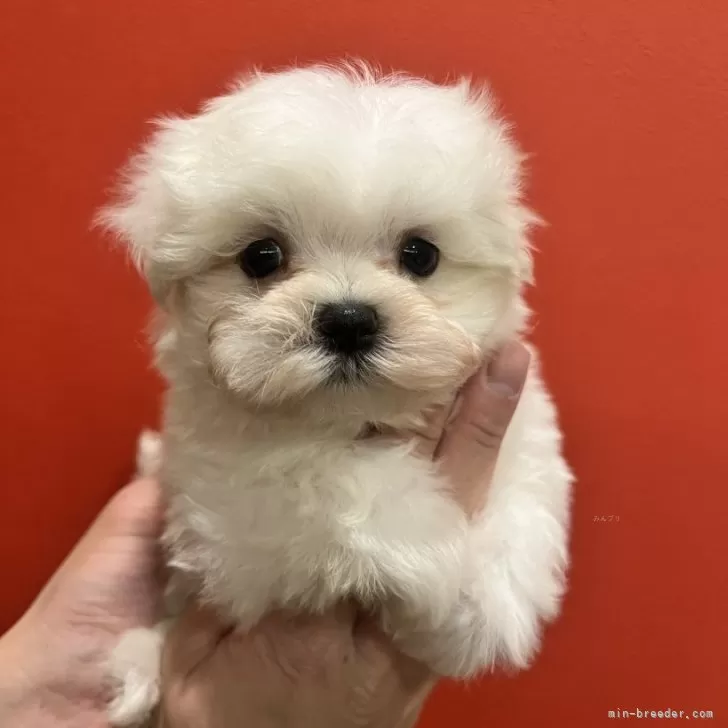 N.H 様のお迎えした子犬