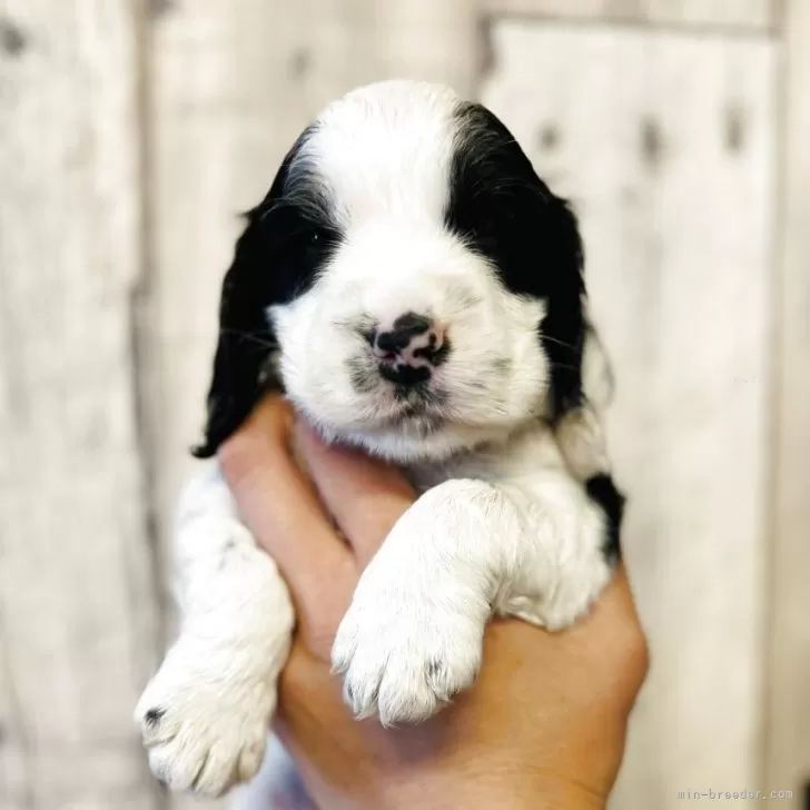 ぴかやん 様のお迎えした子犬