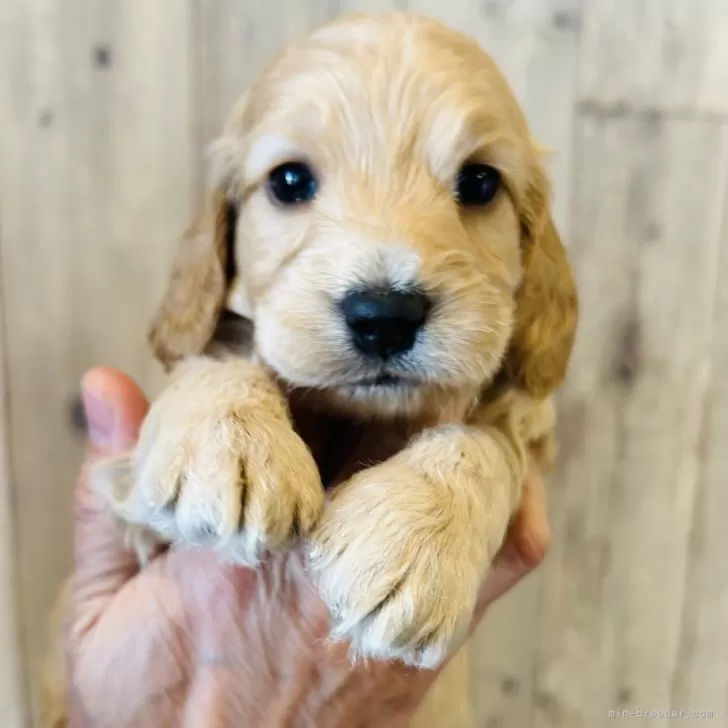 ID:2502-02554の子犬