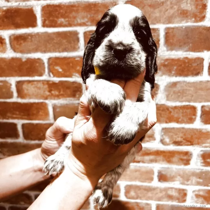 ID:2505-04518の子犬