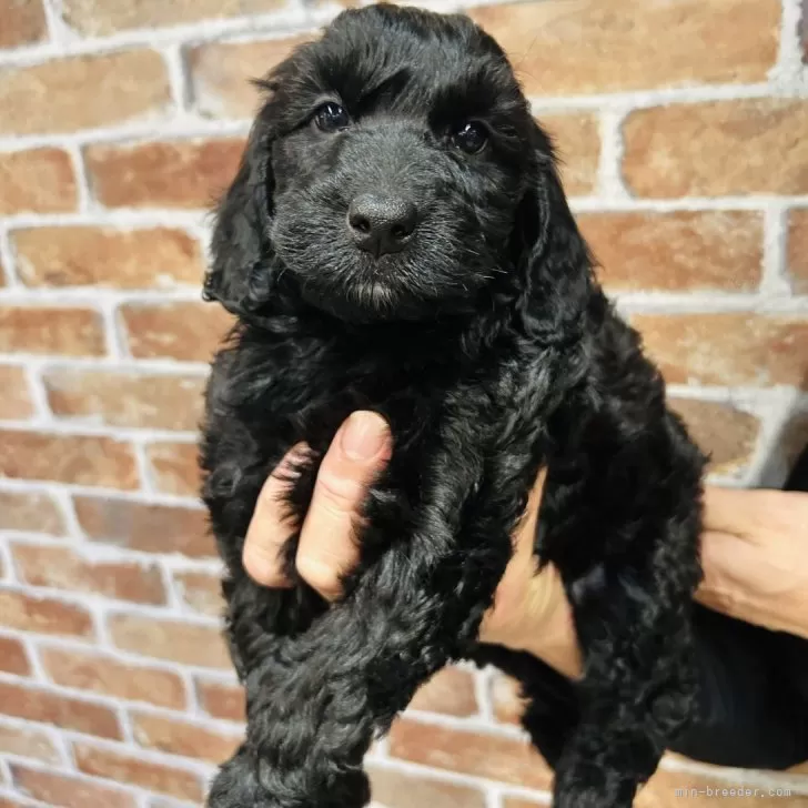 ミチヨ 様のお迎えした子犬